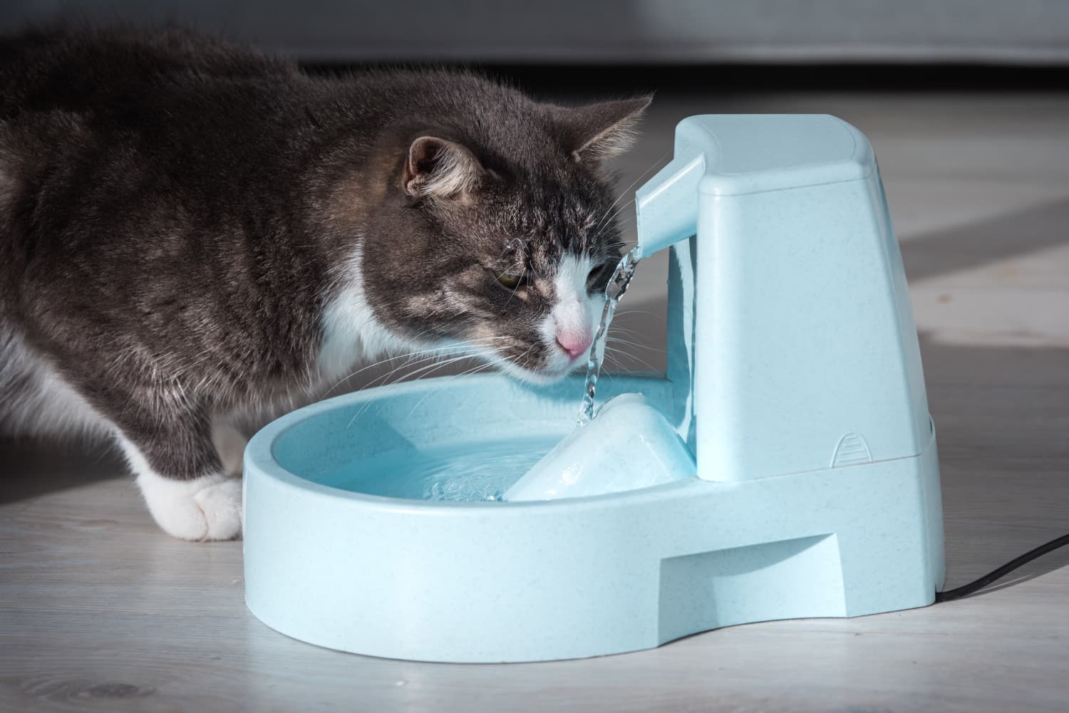 15 Best Cat Water Drinking Fountains of 2021 to Keep Your Feline Hydrated