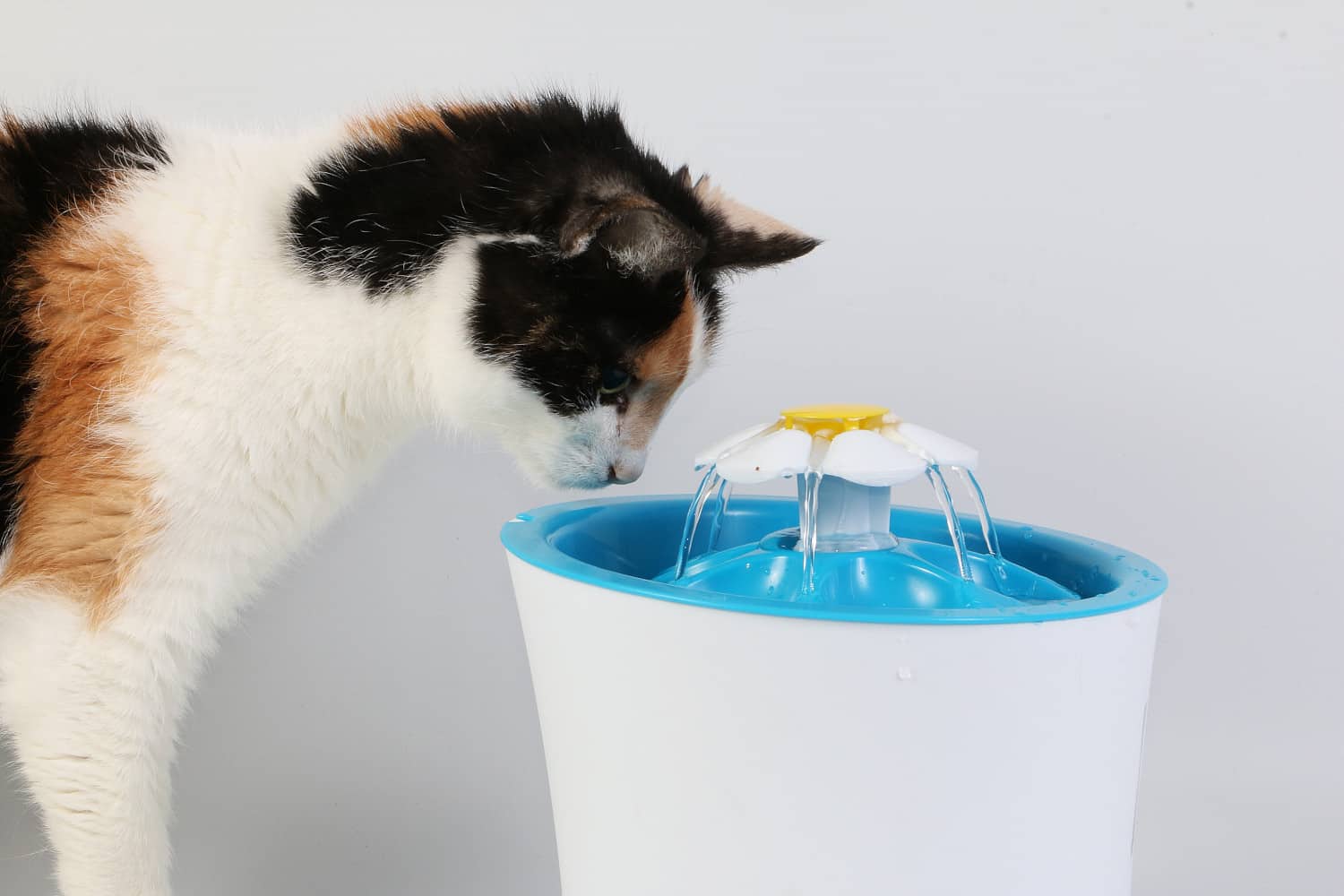 10 Best Cat Water Fountains of 2022 Cats Fountains