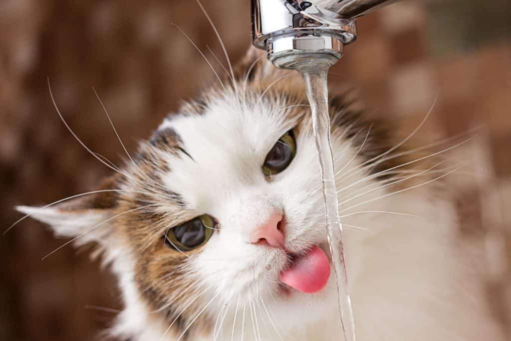 do kittens drink a lot of water