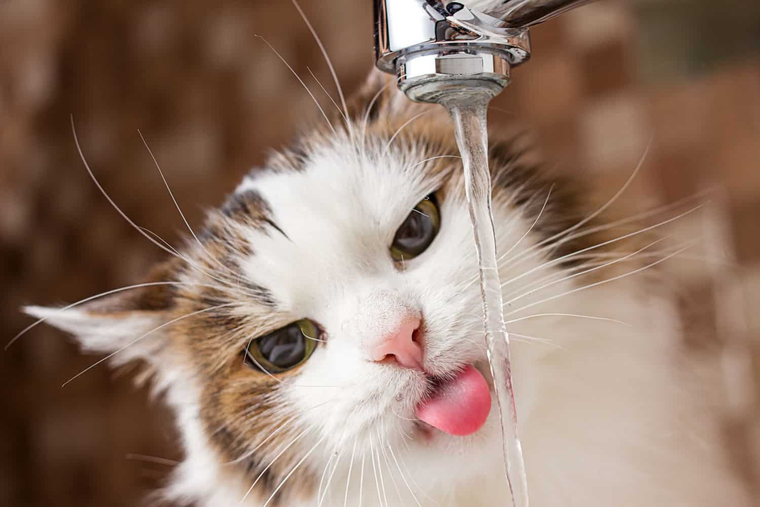 Кошка пьет воду причины. Кошка пьет. Кот в воде. Котик пьет. Кошка пьет воду.