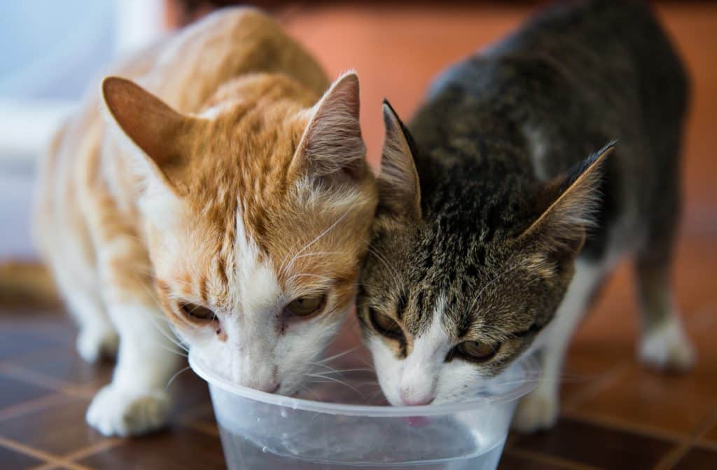 cat drinking a lot of water and meowing