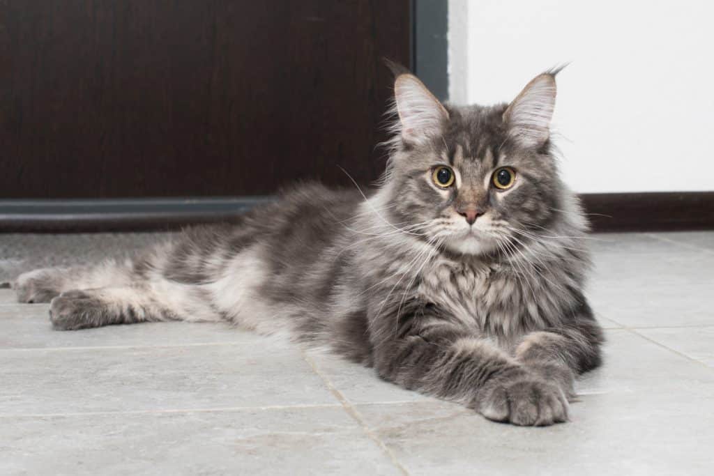 Maine Coon cat