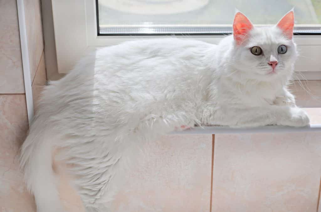 Turkish Angora cat