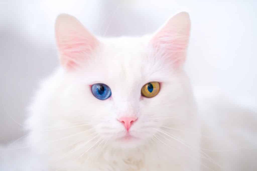 Turkish Angora cat