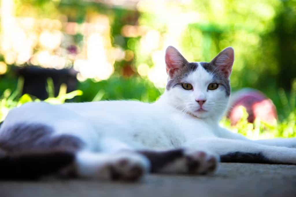 Turkish Van cat