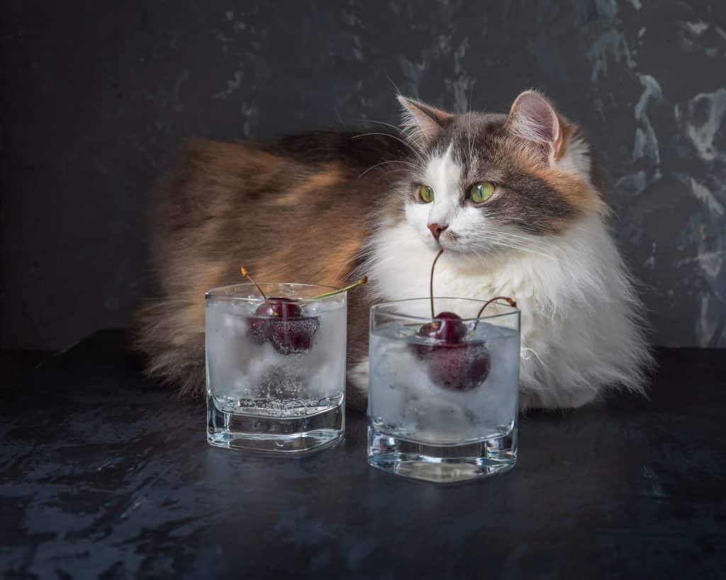 what can cats drink besides water