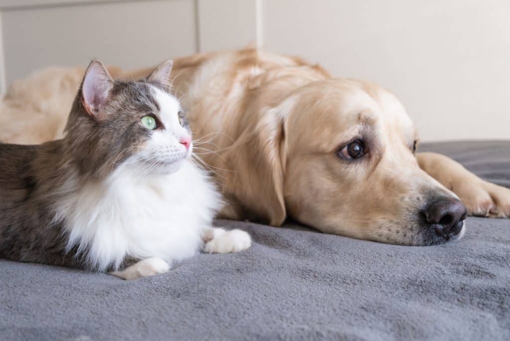 cat and dog water fountains