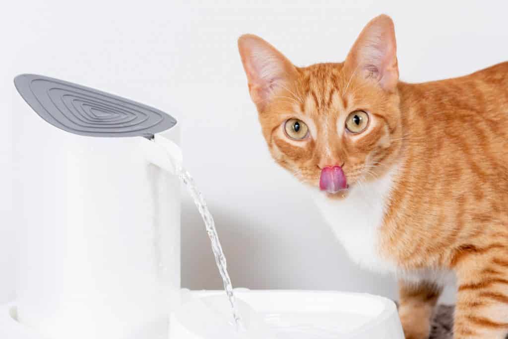 quiet cat water fountain