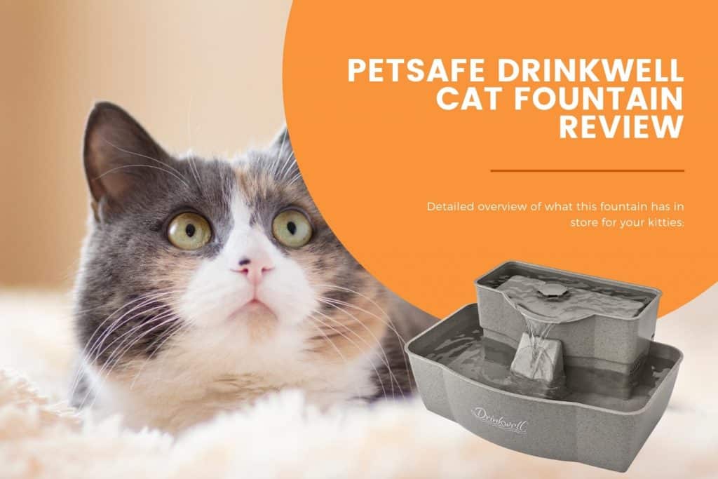 petsafe drinkwell cat fountain review