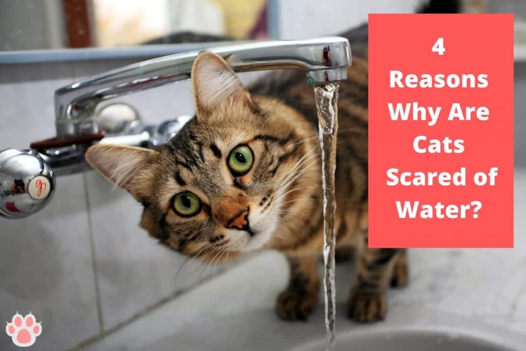 why are cats scared of water