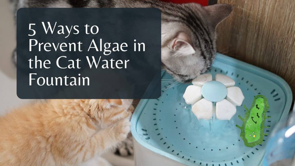 Algae in Cat water fountain