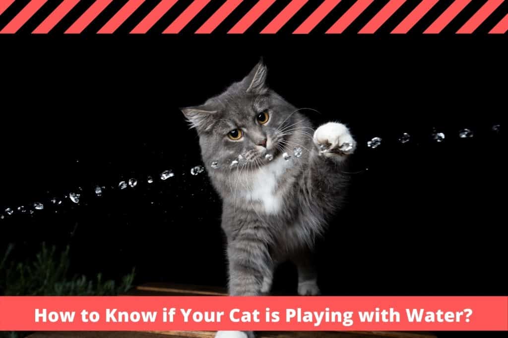 How to Know if Your Cat is Playing with Water