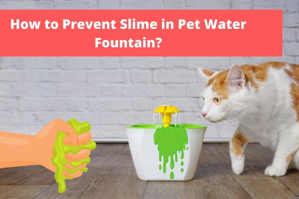 How to Prevent Slime in Pet Water Fountain?