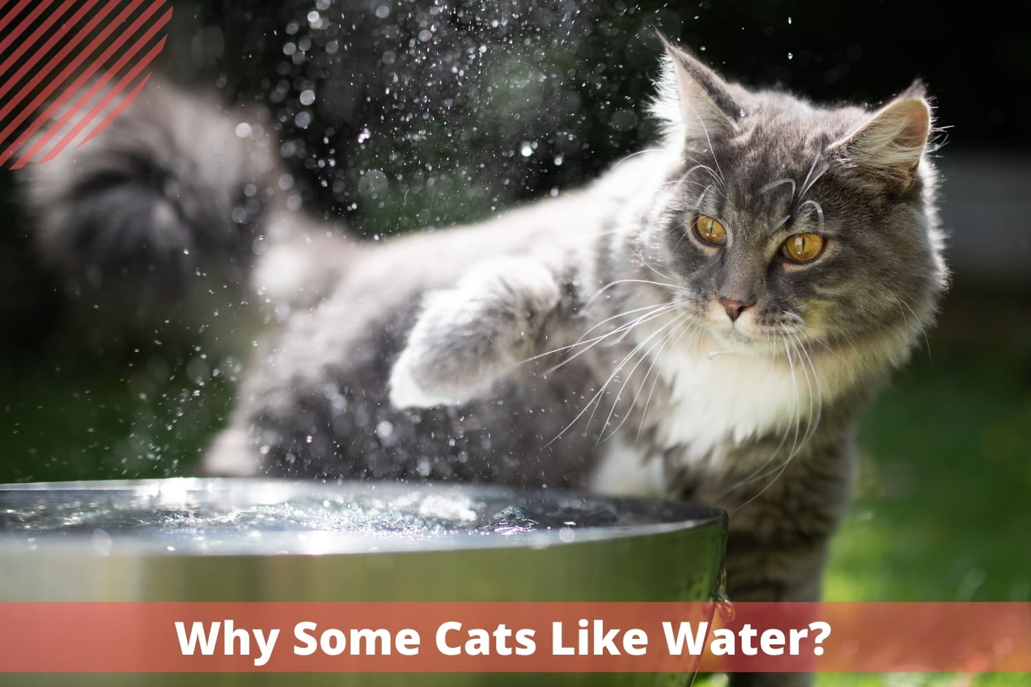 4 Reasons Why Are Cats Scared of Water? Cats Fountains