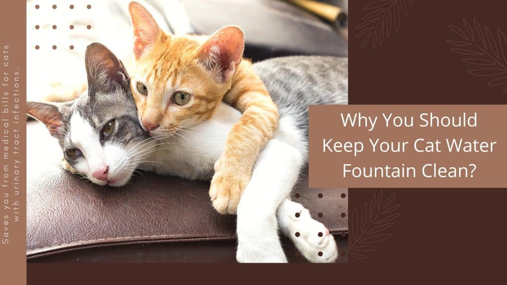 Why You Should Keep Your Cat Water Fountain Clean