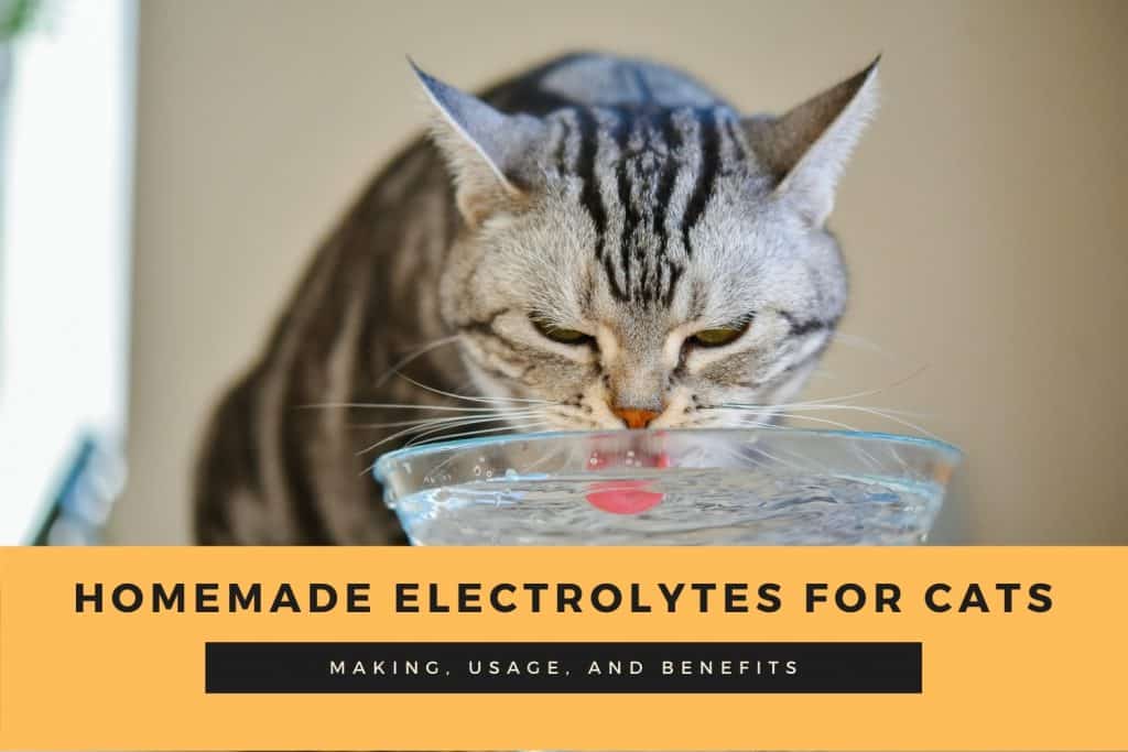 The Homemade Electrolytes For Cats Making Usage And Benefits