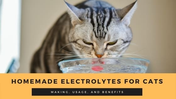 homemade electrolytes for cats