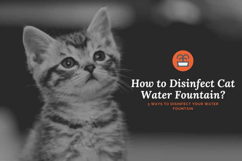 how to disinfect cat water fountain