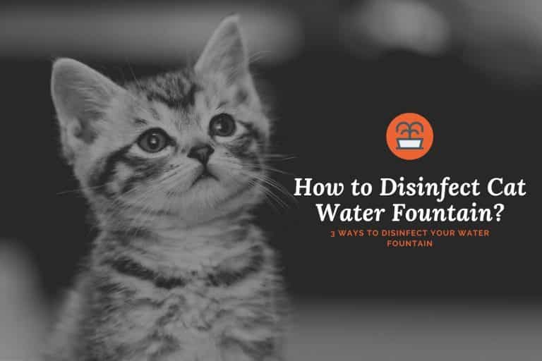 How to Disinfect Cat Water Fountain? Cats Fountains