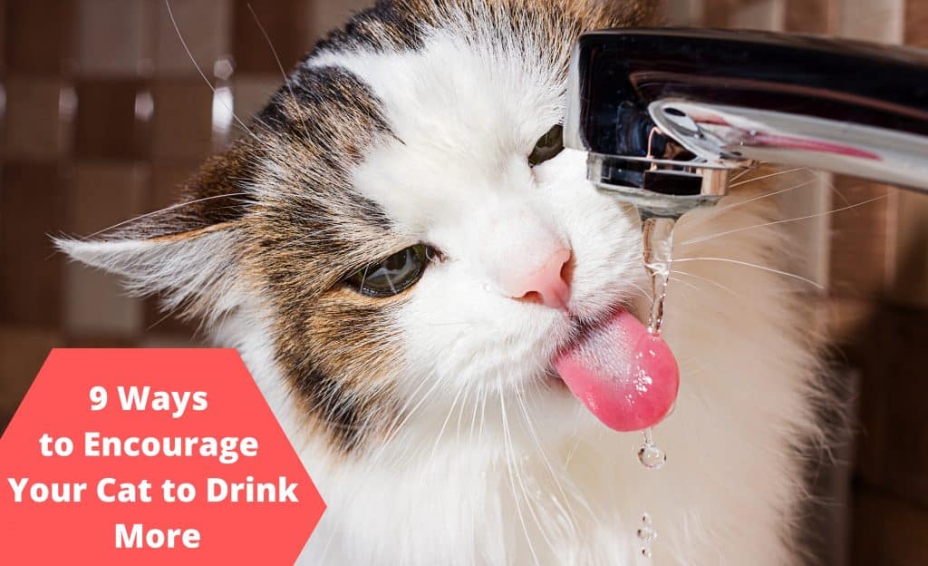 ways to encourage your cat to drink more