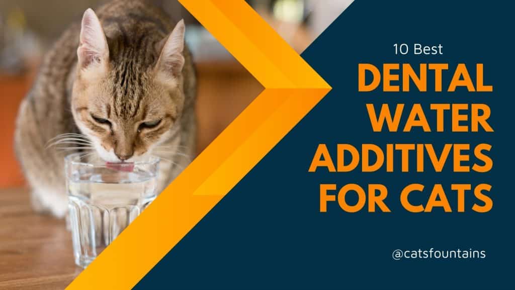 Dental Water Additives for Cats