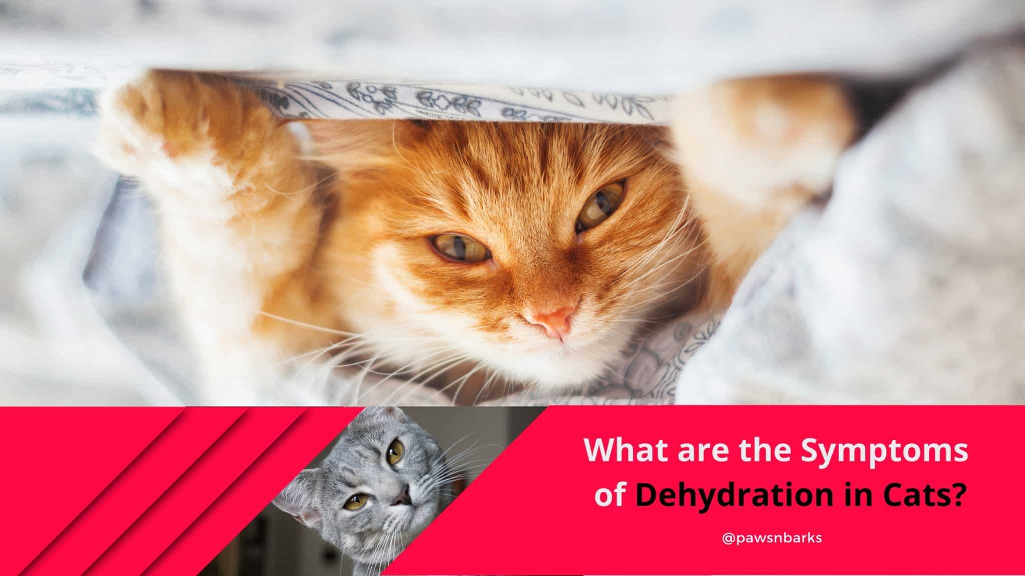 What are the Symptoms of Dehydration in Cats? (Signs and Preventions)