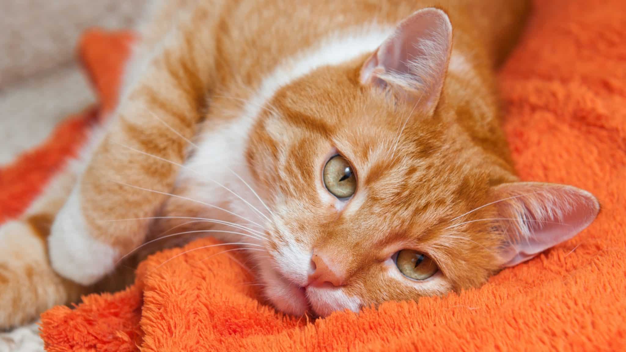 How Long Can A Cat Survive Without Water Cats Fountains