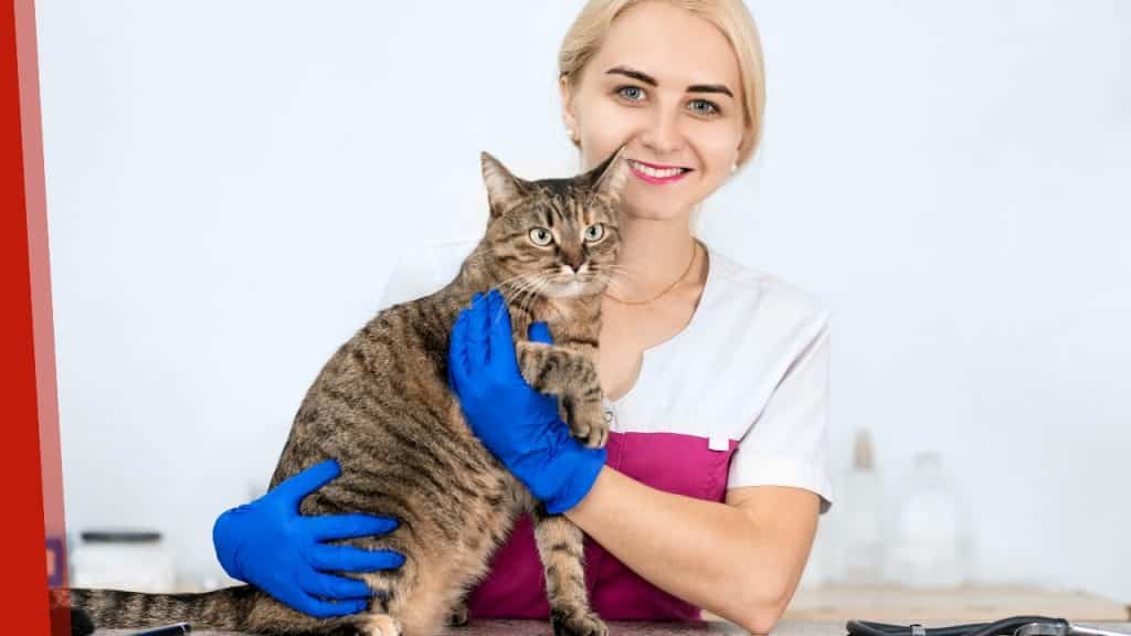 When Should You Go to the Veterinarian