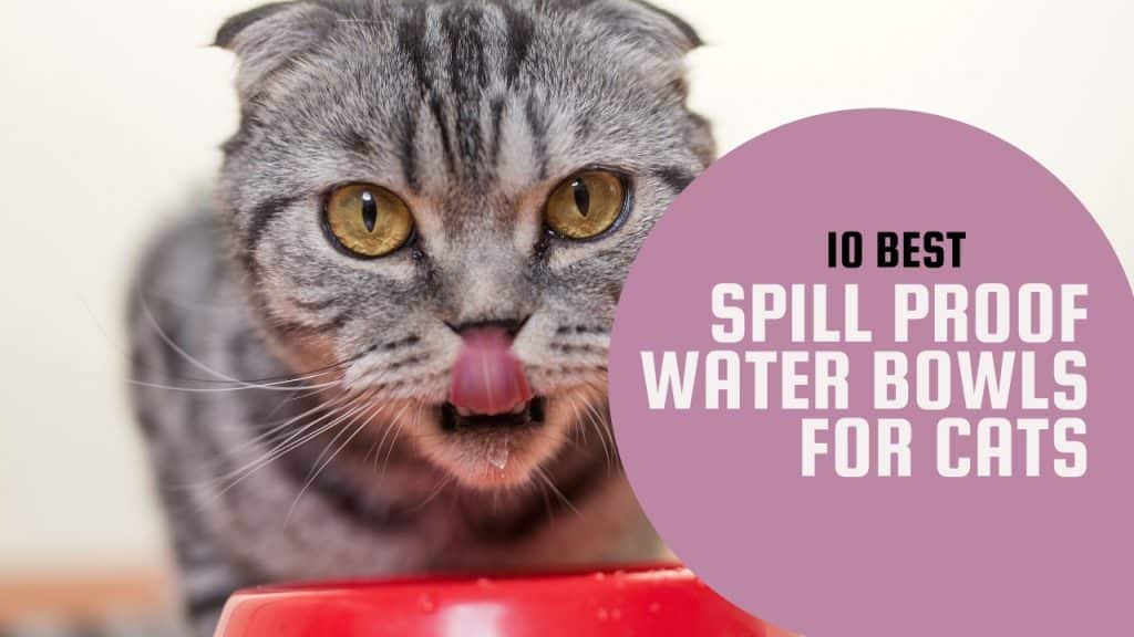 best spill proof cat water bowl