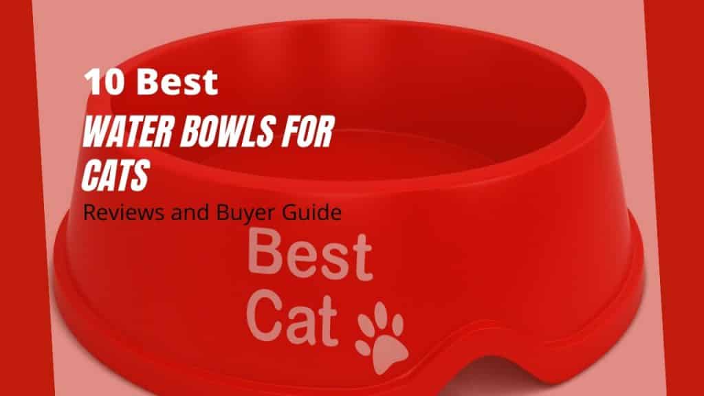 best water bowl for cats