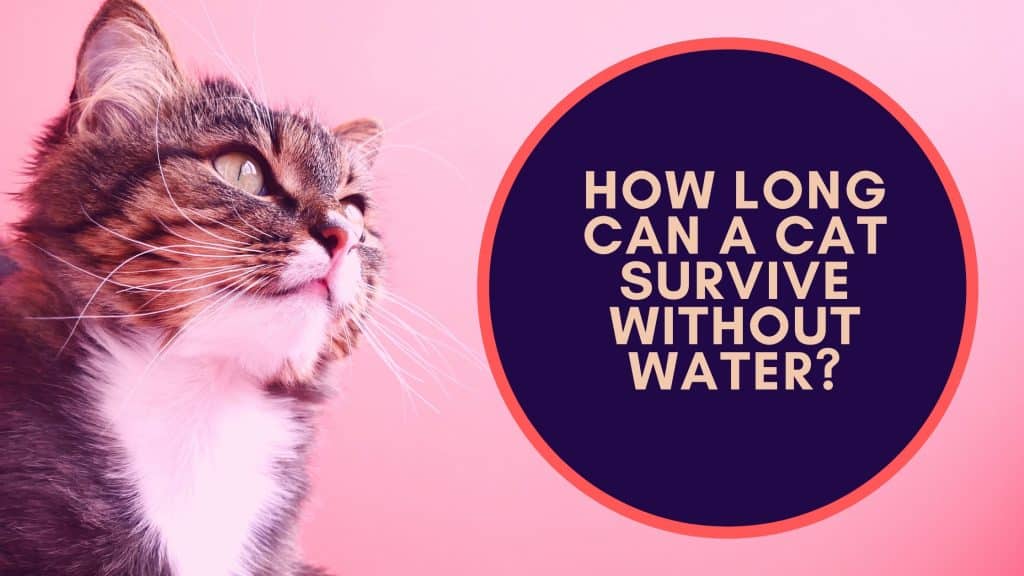 how long can a cat survive without water