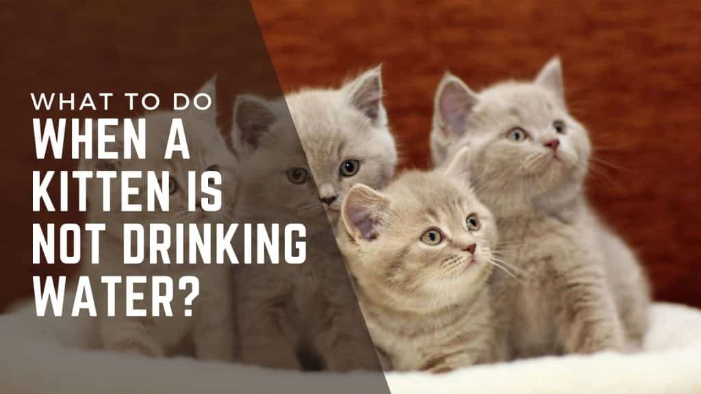 kittens not drinking water