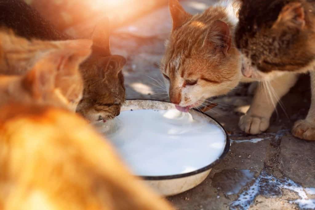 cats drinking milk