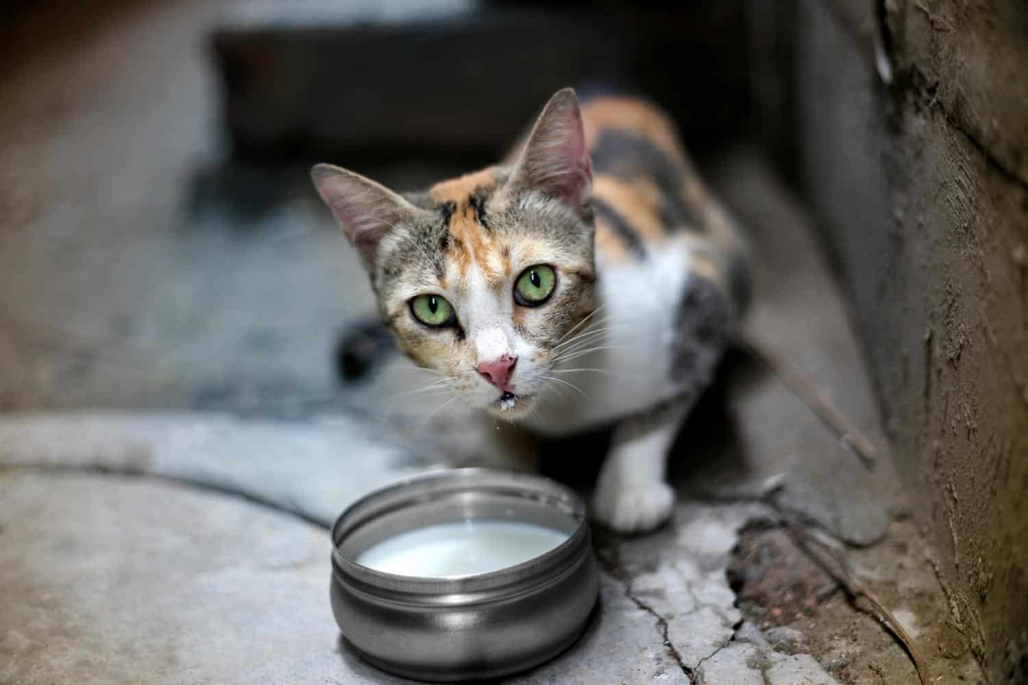 Do Cats Drink Milk? (The Pros and Cons) Cats Fountains