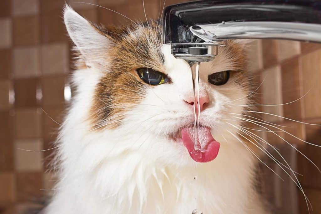 how much water does a cat drink