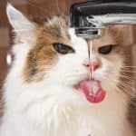 how much water does a cat drink