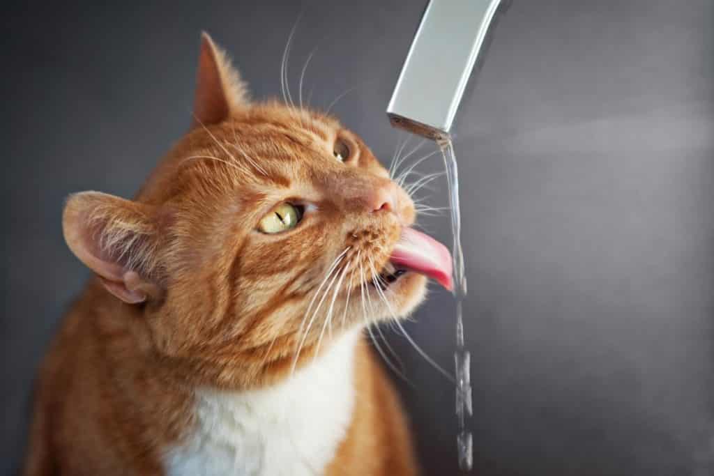 Can Cats Drink Tap Water