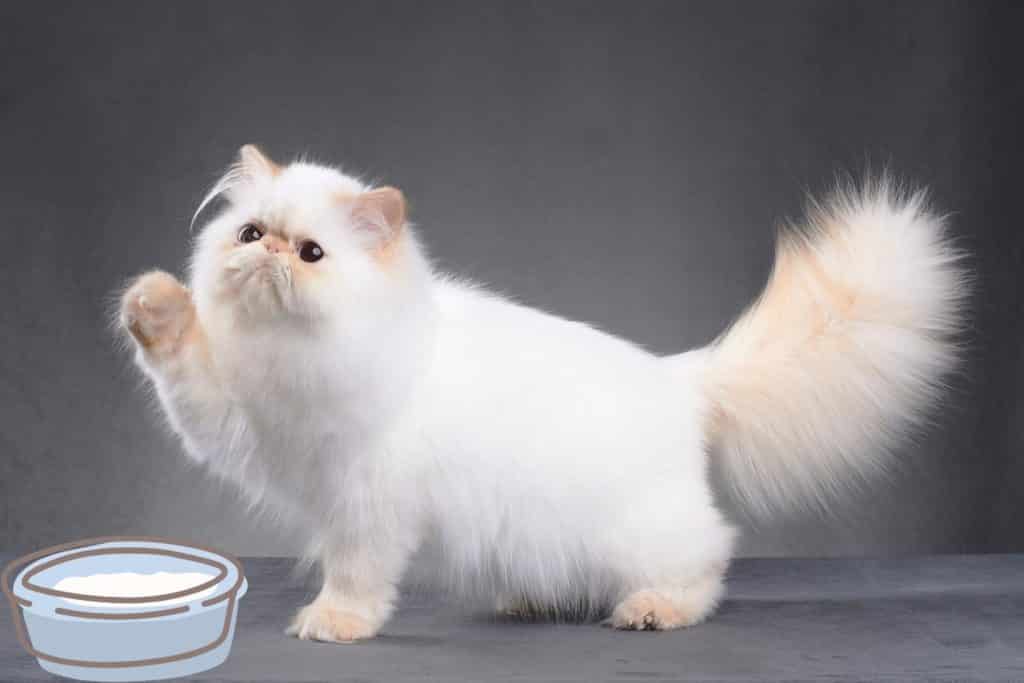 water bowl for Persian cats
