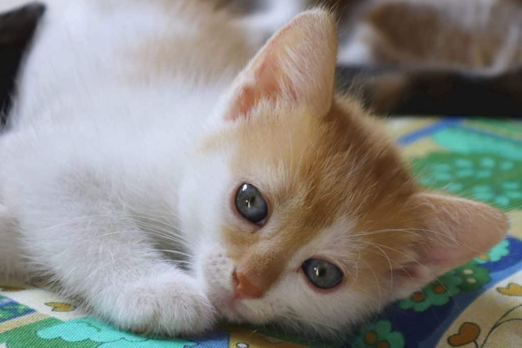 when-do-kittens-stop-drinking-milk-cats-fountains